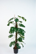 Philodendron deluxe 183cm